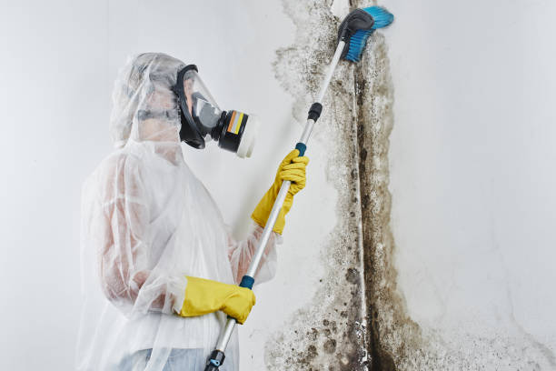 Best Bathroom Mold Remediation in Eastpointe, MI