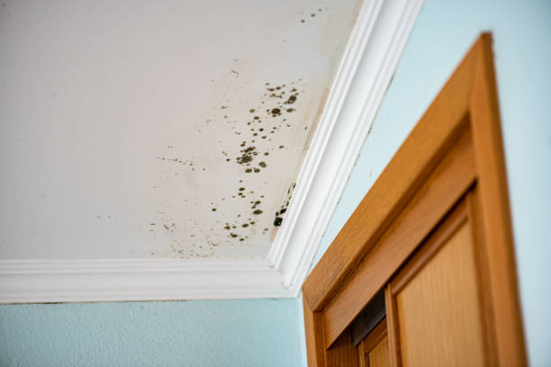 Best Attic Mold Remediation in Eastpointe, MI