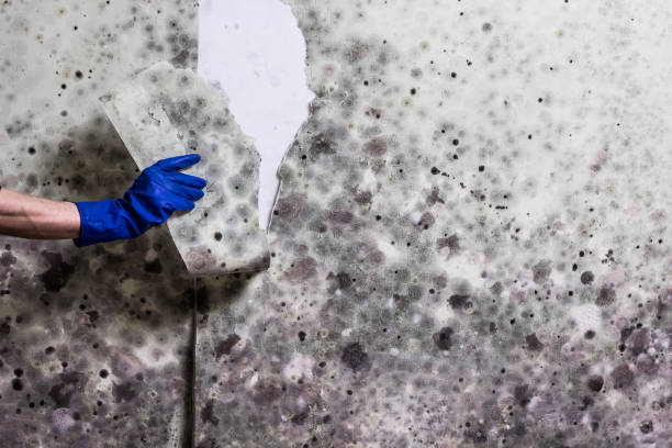 Best White Mold Remediation in Eastpointe, MI